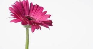 Meaning Of Gerbera Daisy Colors Gerbera Daisy Gerbera Pressed Flowers