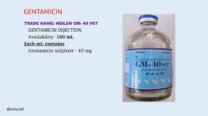 Image result for Gentamicin