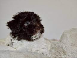 Below you will find a list of havanese breeders located in florida. Chocolate And White Parti Havanese Puppy Akc Havanese Breeder Raised With Love In Our Home Bio Sensory Potty Tr Havanese Puppies Havanese Havanese Breeders