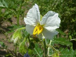Image result for Solanum sisymbriifolium