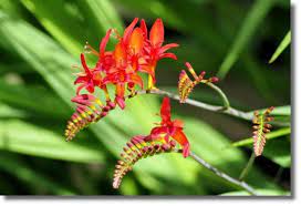 Crocosmia Is A Small Family Of Flowering Plants In The Iris Family They Are Commonly Known In The United States As Copperti Planting Flowers Flowers Crocosmia