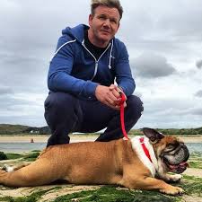 Baggy Bulldogs Timeline Photos Baggy Bulldogs Bulldog Celebrity Dogs