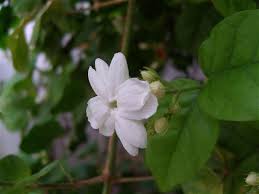 Flowers name in marathi hindi english best flower site. Jasminum Sambac Wikipedia