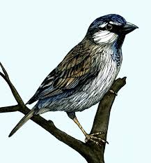 Pin On Watercolor Ink Birds
