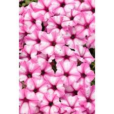 Proven Winners Supertunia Pink Star Charm Petunia Live Plant Light Pink And White Striped Flowers 4 25 In Grande Supprw5187520 The Home Depot In 2021 Petunias Light Purple Flowers Pink And White Stripes