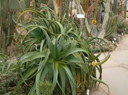 Image result for Aloe spicata