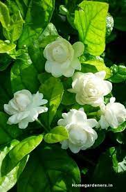 How To Grow And Care For Jasmine Plant Home Gardeners Flower Fragrance Jasmine Plant Jasmine Flower