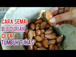 Nah, berikut ini anda dapat menyimak cara menyemai biji durian. Cara Semai Biji Durian Cepat Tunas Youtube