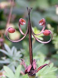 Image result for Geranium mlanjense
