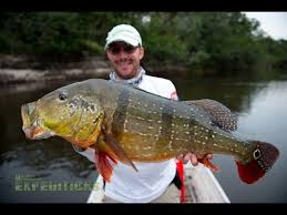We did not find results for: Andree S Expeditions Weltweite Angelreisen Angelexpeditionen Colombia Peacock
