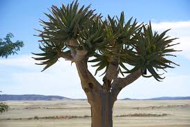 Image result for Aloidendron