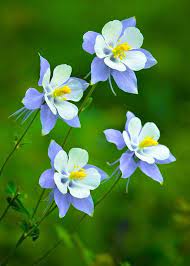 Pin On My Moods In Blues