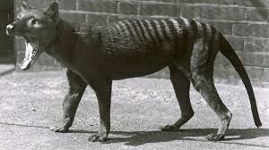 Tasmanian Tiger Australia Hunted To Extinction Tasmanian Tiger Thylacine Extinct Animals