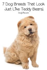 Breeder of top quality european english teddy bear & american goldendoodle puppies. 7 Dog Breeds That Look Like Teddy Bears Dog Breeds Unique Dog Breeds Breeds
