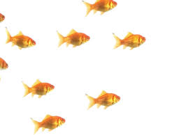 Cat kitten animation drawing, gif, mammal, cat like mammal, animals png. Png Gifs Transparent Fish Transparent Background Gif