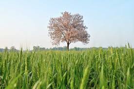 Check spelling or type a new query. How A Small Waikato Farm Harnesses The Power Of Paulownia The Fastest Growing Tree In The World