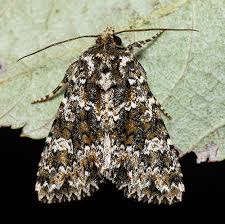 Image result for Polymixis polymita