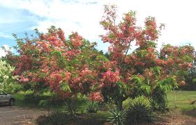 Image result for Cassia agnes