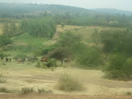 Image result for Blepharis stuhlmannii