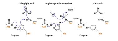 Image result for Lipase