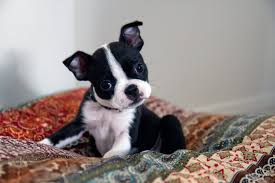 Jun 18, 2021 · the teacup's breed, location, and breeder determine how much a teacup dog costs. Teacup Dogs 21 Tiny Dog Breeds Perfect For Apartment Living