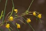 Image result for Chamaecrista mimosoides