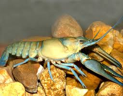 Crayfish Facts Mdc Discover Nature