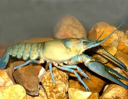 crayfish facts mdc discover nature