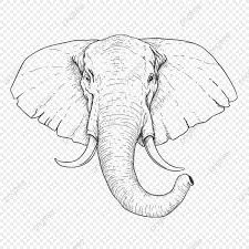 Sketsa gambar gajah hitam putih. Gambar Desain Gajah Yang Digambar Tangan Seni Sketsa Artistik Png Dan Vektor Dengan Latar Belakang Transparan Untuk Unduh Gratis