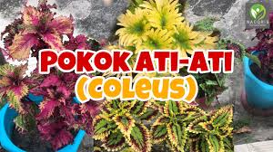 Melawat Taman Bunga Ati Ati Coleus Youtube
