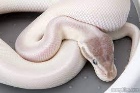 Pin By Brittany Hardin On Herpetofauna Ball Python Morphs Ball Python Python