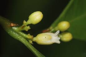 Image result for Dichapetalum deflexum