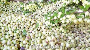 Murt Nedir Murt Nasil Yenir Mersin Agaci Meyvesinin Murt Un Faydalari Nelerdir Murt Meyvesinin Faydalari Meyve Agac