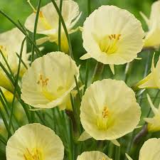 Narcissus Romieuxii Julia Jane Bulbocodium Daffodil Bulbs Daffodil Bulbs Daffodils Plants