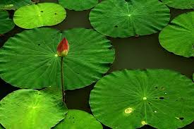Inilah salah satu keindahan dan juga pesona yang ditawarkan oleh bunga teratai. Bunga Lotus Bukan Teratai Morfologi Manfaat Makna Cara Tanam