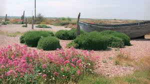 Moreover, two botanical gardens were also inaugurated in faisalabad and vehari campus of university of education. Planted In Sickness Derek Jarman S Garden Still Gives Joy The New York Times