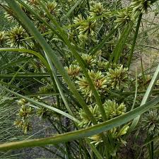 Image result for Cyperus glaucophyllus