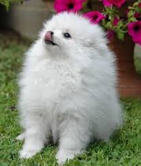 Volpino Italiano Volpino Cuccioli Animali