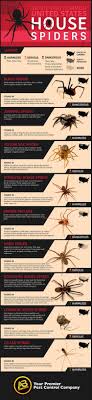 Identifying Common U S House Spiders Infographic House