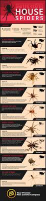 identifying common u s house spiders infographic spider