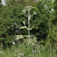 Image result for Heracleum