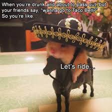 Funny Pictures Of The Day 39 Pics Funny Pictures Funny Animals Funny Animal Memes