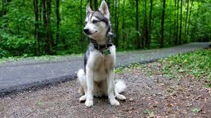 Closely follow the alaskan klee kai rules and regulations and the code of ethics. Alaskan Klee Kai Puppies Price Breeders Size Appearance All Things Dogs All Things Dogs