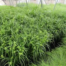 Carex Grayi V 2020 G Rozy Sad Listya