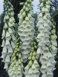 Image result for Digitalis purpurea alba/ red spots