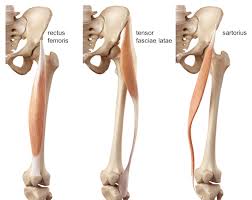 Pelvic girdle and floor female pelvis and reproductive organs male pelvis and reproductive organs urinary bladder and urethra start with the anatomy of the hip and thigh muscles by exploring our videos, quizzes, labeled diagrams, and articles. Pelvis Hip Anatomy