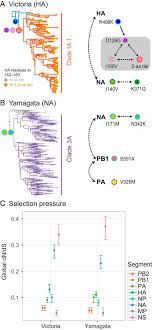 There are various subtypes of the type a viruses, which are classified based on their surface antigens h (hemagglutinin) and n (neuraminidase). Divergent Evolutionary Trajectories Of Influenza B Viruses Underlie Their Contemporaneous Epidemic Activity Pnas
