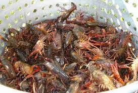 The Perfect Crawfish Boil How To Boil Crawfish Thrillist