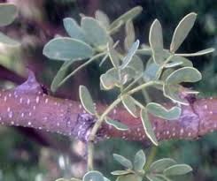 Image result for Acacia mellifera