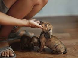 He is honestly a dream. How To Get Your Dachshund Puppy To Stop Nipping And Biting